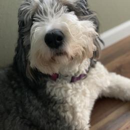 Bernedoodle All Grown Up from Backwoods Bernedoodles