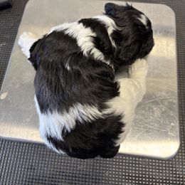 Carli - Parti female Miniature Schnauzer puppy in Lynchburg, Missouri from Copper Rose Farm