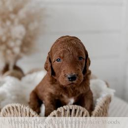 Eeyore - Red  male Goldendoodle puppy in Roanoke Rapids, North Carolina from Sweeter than Honey Doodles