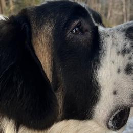 Saint Bernards from Eagle Mountain Saints