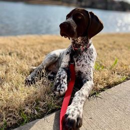 German Shorthaired Pointer Puppies from Dem Feuerhaus Gun Dogs