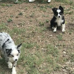 Toy Australian Shepherd All Grown Up from The Ranch of the Sun Toy Aussies