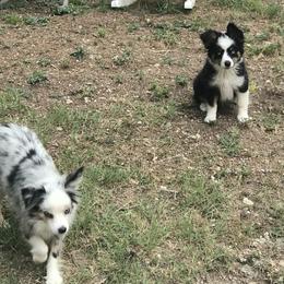 Toy Australian Shepherd All Grown Up from The Ranch of the Sun Toy Aussies