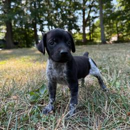 Jett - Liver and white male German Shorthaired Pointer puppy in Axton, Virginia from Red Clay Kennels