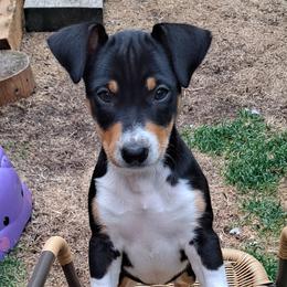 Rat Terrier Puppies from Far North Rat Terriers