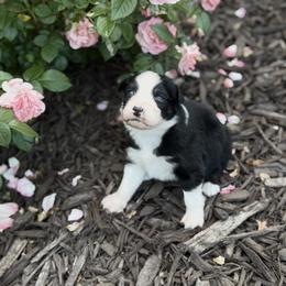Cosmo - Black tri-color male Australian Shepherd puppy in Bethlehem, Connecticut from Montanna Sage LLC