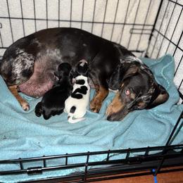 Dachshund Puppies from Camacho_Dachshunds