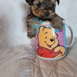 Comet - Liver Yorkshire Terrier puppy in Pocatello, Idaho from JJ's Yorkies