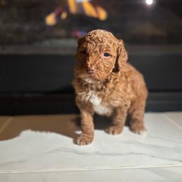 Athena - Red  female Goldendoodle puppy in Noblesville, Indiana from R and H Doodles