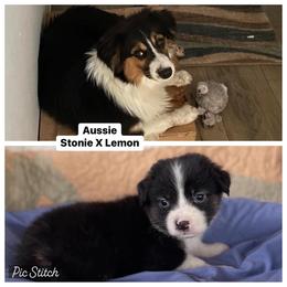 Australian Cattle Dog, Australian Shepherd, Companion Cross, and Miniature Australian Shepherd Puppies from MK Aussies