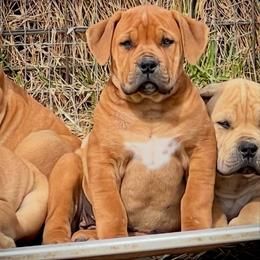 KUSHINA - Brown female Boerboel puppy in Pennsylvania from Cold River Boerboels
