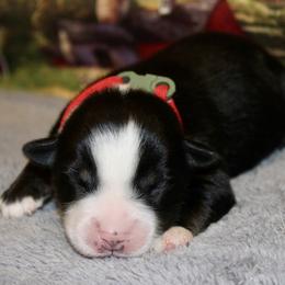 Gus - Black tri male Miniature Australian Shepherd puppy in Ronan, Montana from Dirt Road Aussie’s of Montana