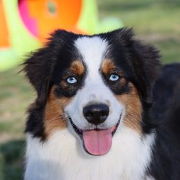 Jojo - Miniature Australian Shepherd