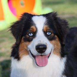 Jojo - Miniature Australian Shepherd