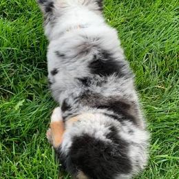 Miniature Australian Shepherds and Toy Australian Shepherds from Stellar Little Aussies