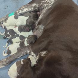 Boy 3 - Liver and white male German Shorthaired Pointer puppy in Appleton, Wisconsin from Kay Quaintance's German Shorthaired Pointers