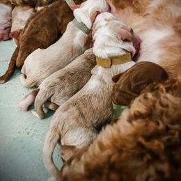 Australian Labradoodle puppies from Novalie Australian Labradoodles