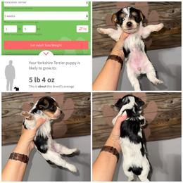Lola Bean - Parti female Yorkshire Terrier puppy in Cleveland, Tennessee from Moody’s Morkies and More