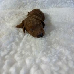 Millie - Red  female Goldendoodle puppy in Wever, Iowa from JK Royal Lines