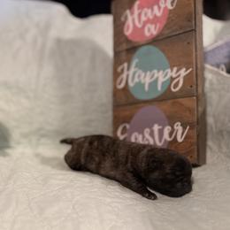 River - Brindle male Pug puppy in Smiths Station, Alabama from Magnolia Pugs