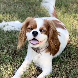 Maisie  - Cavalier King Charles Spaniel