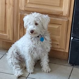 Ness - Miniature Schnauzer