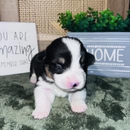 Boy 5 - Black and tan male Pembroke Welsh Corgi puppy in Chesterton, Indiana from Oliver Pembroke Welsh Corgis