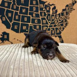 Rose - Red tri female Miniature Australian Shepherd puppy in Michie, Tennessee from Acton Aussies
