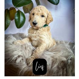 Leif - Cream male Poodle puppy in Detroit Lakes, Minnesota from Pickerel Pups