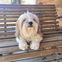 Charlie - Shichon