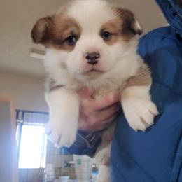 Pembroke Welsh Corgi Puppies from Enok Corgis