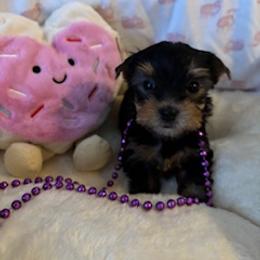 Yorkshire Terrier Puppies from Fox Ridge Kennels