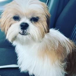 Shih Tzus from St Roch Shih Tzu