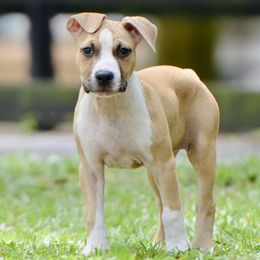 Mercy - Fawn female American Staffordshire Terrier puppy in St. Augustine, Florida from LBK & Ancient City