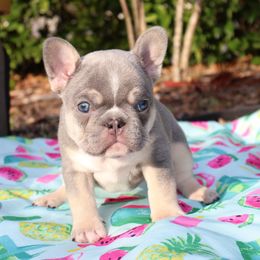 Boy 6 - French Bulldog puppy in Tampa, Florida from 5 Star Bullies