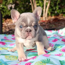 Boy 6 - French Bulldog puppy in Tampa, Florida from 5 Star Bullies