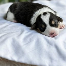 Pembroke Welsh Corgi Puppies from Lake Pepin Corgi's