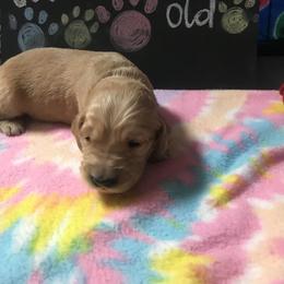 Boy 2 - Golden Retriever puppy in Argyle, Texas from Randalls Golden Retrievers