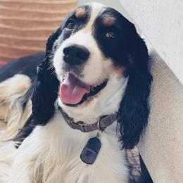 Harvey - English Springer Spaniel