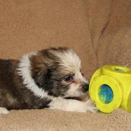 Rosa Parks - Sable female Border Collie puppy in Crawfordsville, Indiana from Rescued Dreams Border Collies