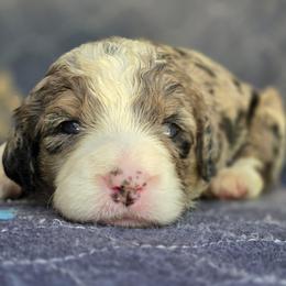Hazel - Merle female Bernedoodle puppy in Shelton, Washington from NW Bernedoodles of Washington