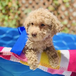 Moose - Cream male Labradoodle puppy in Murray, Utah from Swann's Kennels
