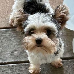 Lucy - Chocolate, tan and white female Yorkshire Terrier puppy in Kingston, Oklahoma from Lake Life