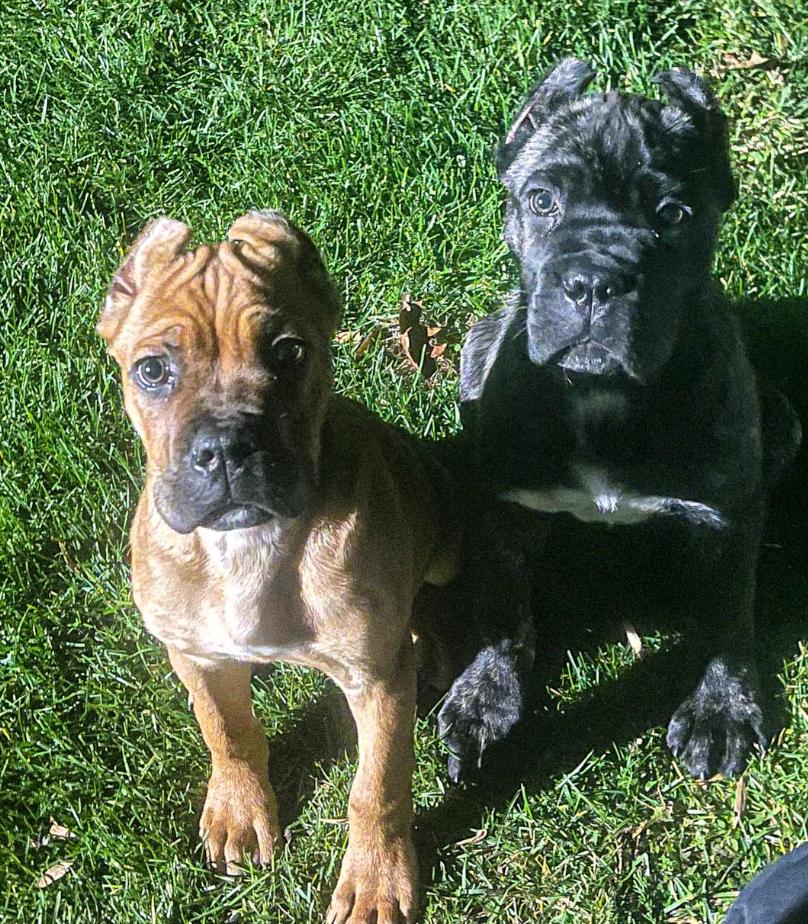 The__o__pack in New Jersey Cane Corso puppies Good Dog