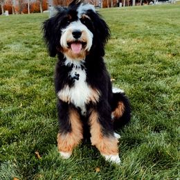 Bernedoodle All Grown Up from Big Butte Bernedoodles