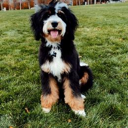 Bernedoodle All Grown Up from Big Butte Bernedoodles