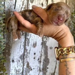 Rooster Cogburn - Dapple male Dachshund puppy in California from Ranch Hand Weenies
