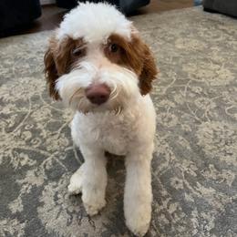 Lola - Goldendoodle