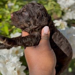 Sundrift - Brown male Poodle puppy in Corona, California from Garden Of Poodles