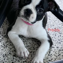 Boston Terrier Puppies from Gold Buckle Kennel